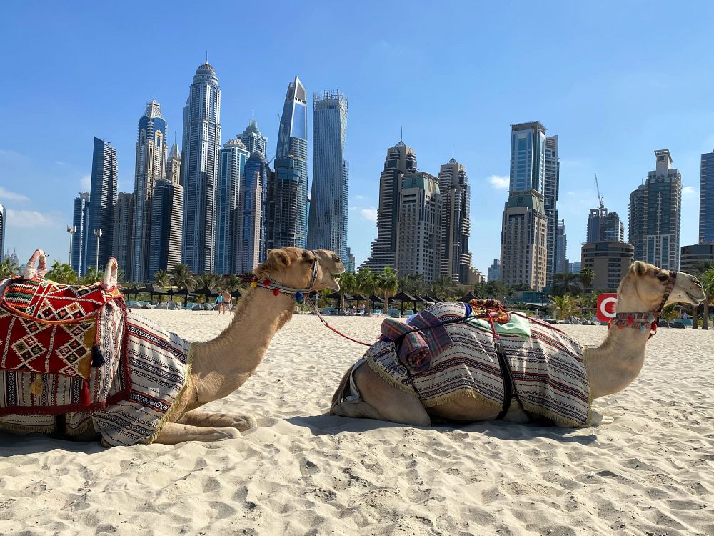 Kameler på Jumeirah beach