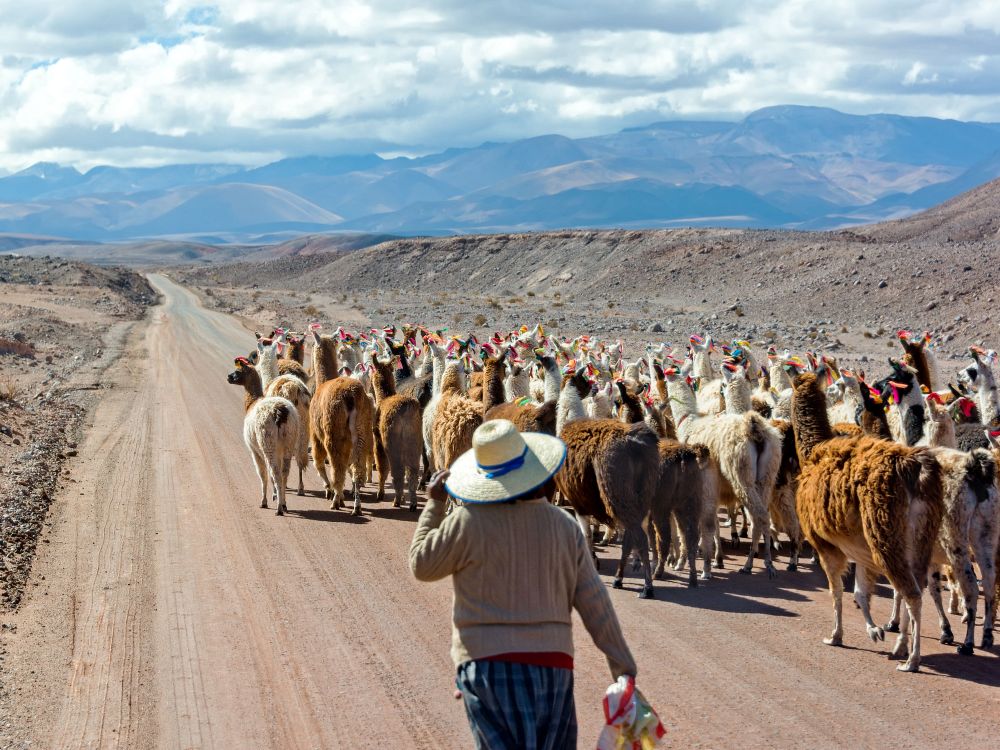 Lamaer på veien i Bolivia