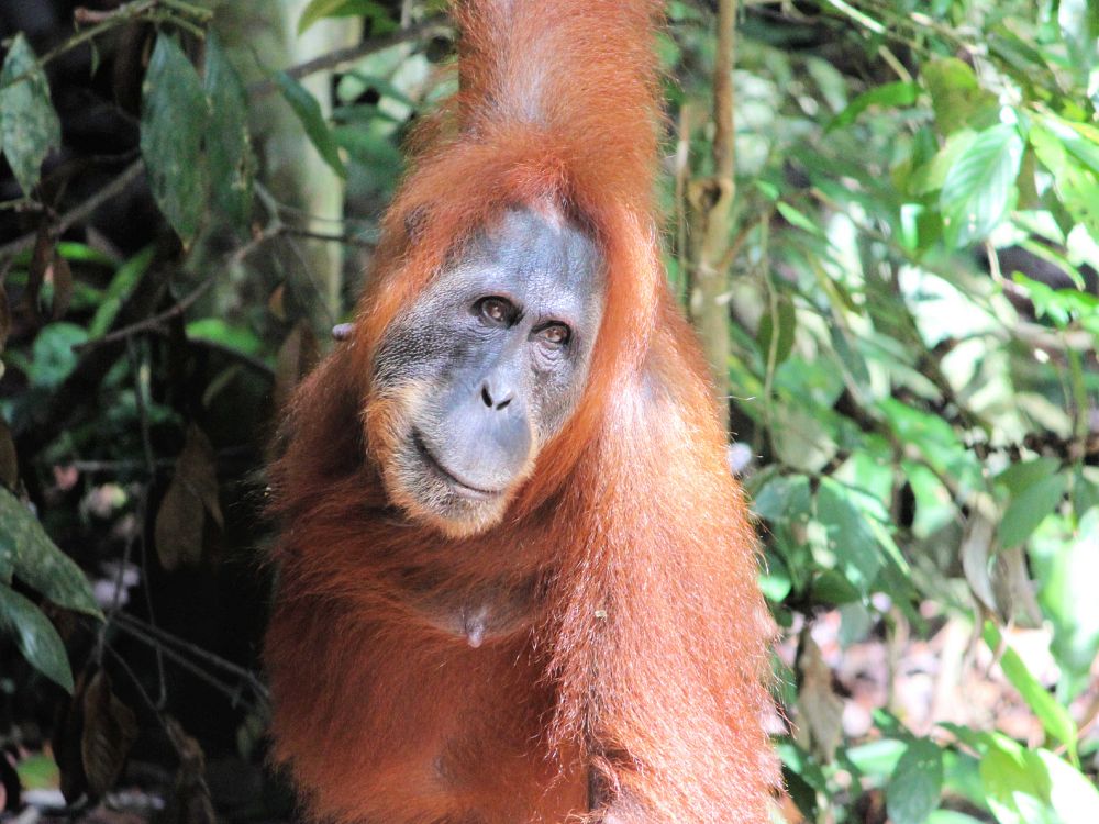 Opplev Sumatran orangutanger