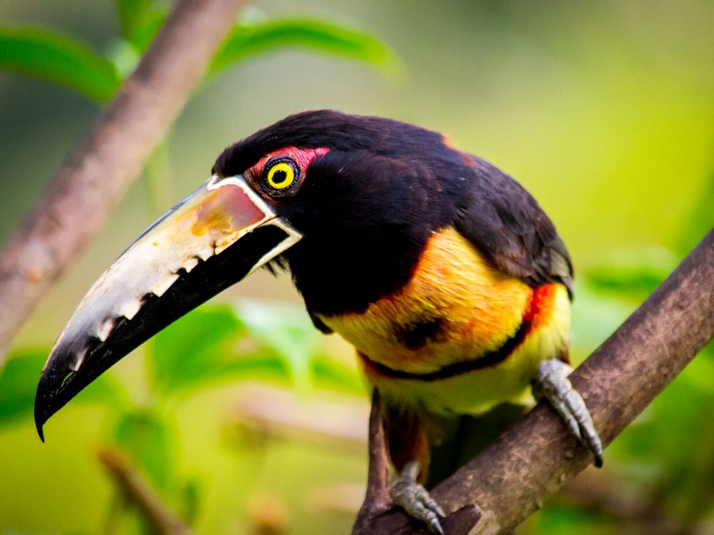 Dyreliv i Tikal nasjonalpark