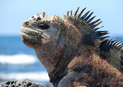 Galapagos